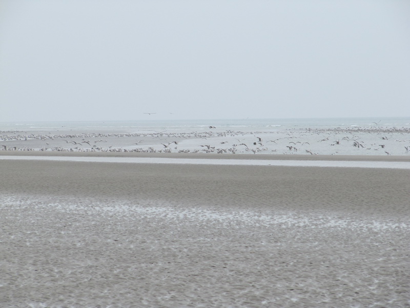 © gregordirven.be - 2010